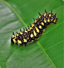 Caterpilar on the green leaf