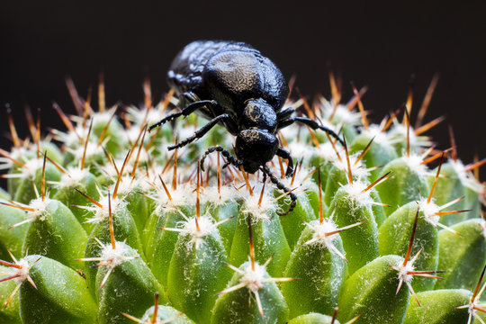Black bug on a cactus 