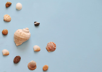 Collection of seashells on blue background