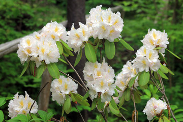 Colorful rhododendron flowers on the bush