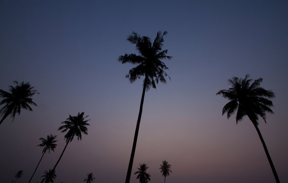 Black tree of coconut on morning.