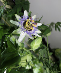 Passion flower