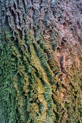 Cork oak tree bark wood texture and background