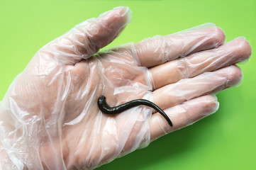 Medical leeches therapy. Hirudo medicinalis in doctor's hand.