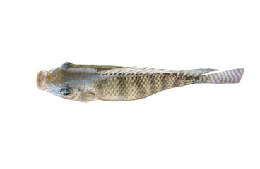 Fototapeta premium tilapia fish isolated on white background