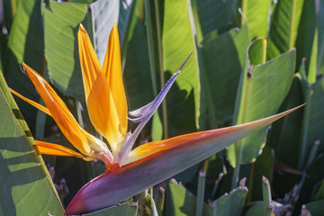 Beautiful Bird of Paradise Flower blossom