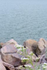 closeup of white wildflowers in front of large quartzite rocks at Devils Lake wisconsin