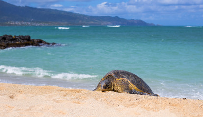 Hawaiian Beach Turtle