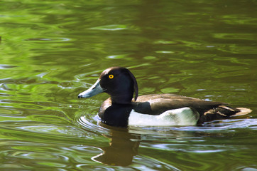 black and white duck swimming in a pond