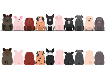 various breeds of pigs front and back border set