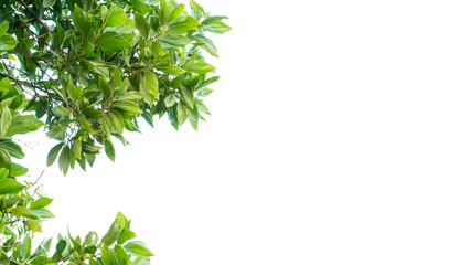 Ivy green with leaf on isolate white background