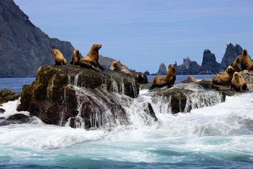 Kamchatka wild life