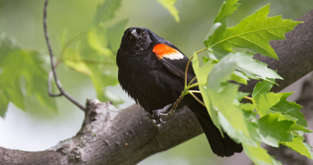 Red Winger Blackbird