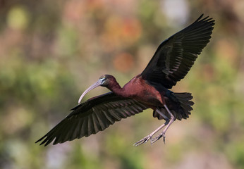 Obraz premium Glossy Ibis