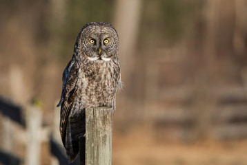Fototapeta premium Great Gray Owl