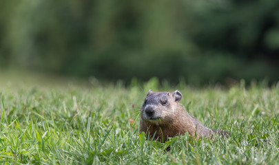 Groundhog