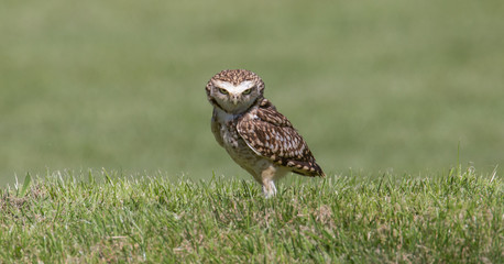 Burrowing Owl