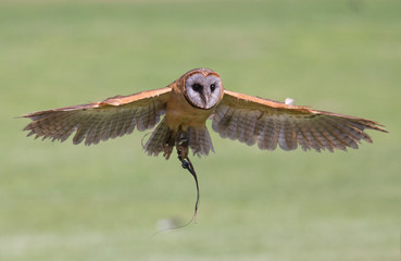 Owl in Flight
