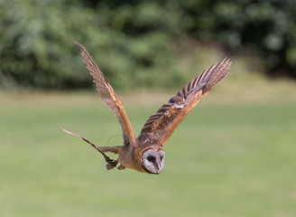 Owl in Flight