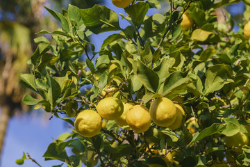 Group of mature lemons hanging on the tree