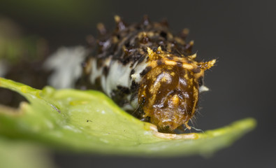 Spiny Caterpillar 