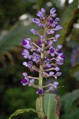 Obraz premium strange flower