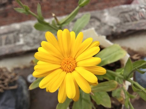 yellow calandula with yellow centre