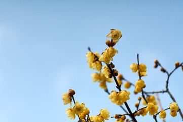 蝋梅と空
