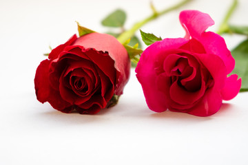 Red roses for Valentine's Day isolated on white background. Valentine card white background. 