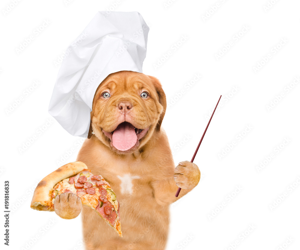 Poster funny dog in chef's hat with pizza and pointing stick. isolated on white background