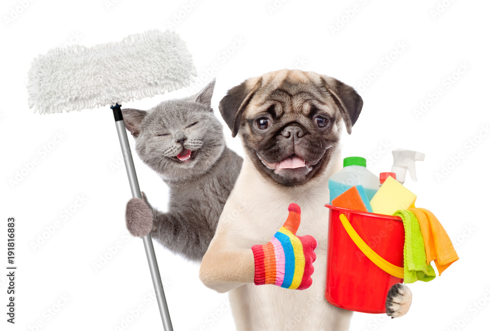 Poster cleaning concept. cat and dog holds bucket with washing fluids and mop in paw and showing thumbs up.