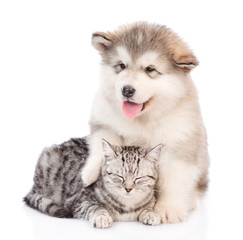 Alaskan malamute puppy embracing a sleeping cat.  isolated on white background