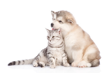 Alaskan malamute puppy  and cat looking away together. isolated on white background