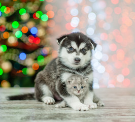 Husky puppy embracing kitten on a background of the Christmas tree
