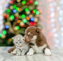 Fototapeta na wymiar Husky puppy licking kitten on a background of the Christmas tree