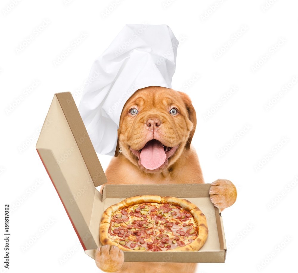 Poster funny dog in chef's hat with an open box of pizza. isolated on white background