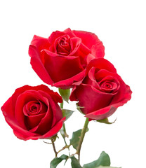 Red rose on white background.