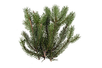 branch of Christmas tree isolated on white background