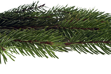 branch of Christmas tree isolated on white background