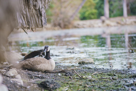 Canada Goose resting by the lake