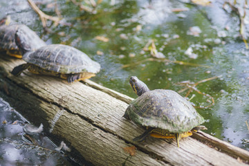 Turtle resting on a branch