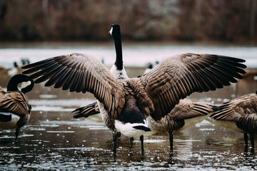 goose © Cesar