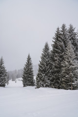 Große verschneite Tannen im Wald