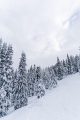Verschneiter Wald in Schneelandschaft