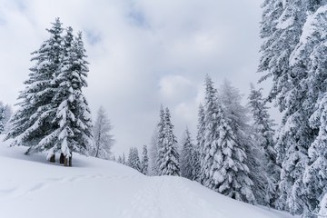 Fototapeta na wymiar Verschneiter Wald in Schneelandschaft
