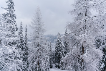 Verschneiter Wald in Schneelandschaft