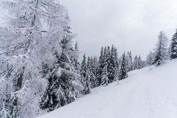 Verschneiter Wald in Schneelandschaft