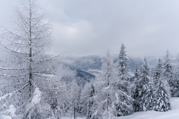 Verschneiter Wald in Schneelandschaft