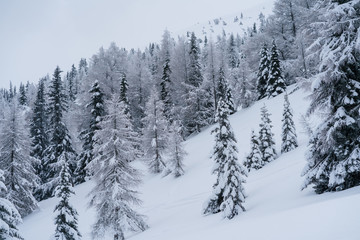 Fototapeta na wymiar Verschneiter Wald in Schneelandschaft