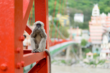 Young Gray Langur monkey in Rishikesh eating hand fed food